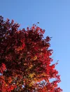 A photo of a tree with red, orange and yellow leaves against a blue sky.