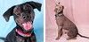 A close-up shot of a black dog smiling at the camera on a blue background (left). A gray dog looks at the camera on a pink background (right).