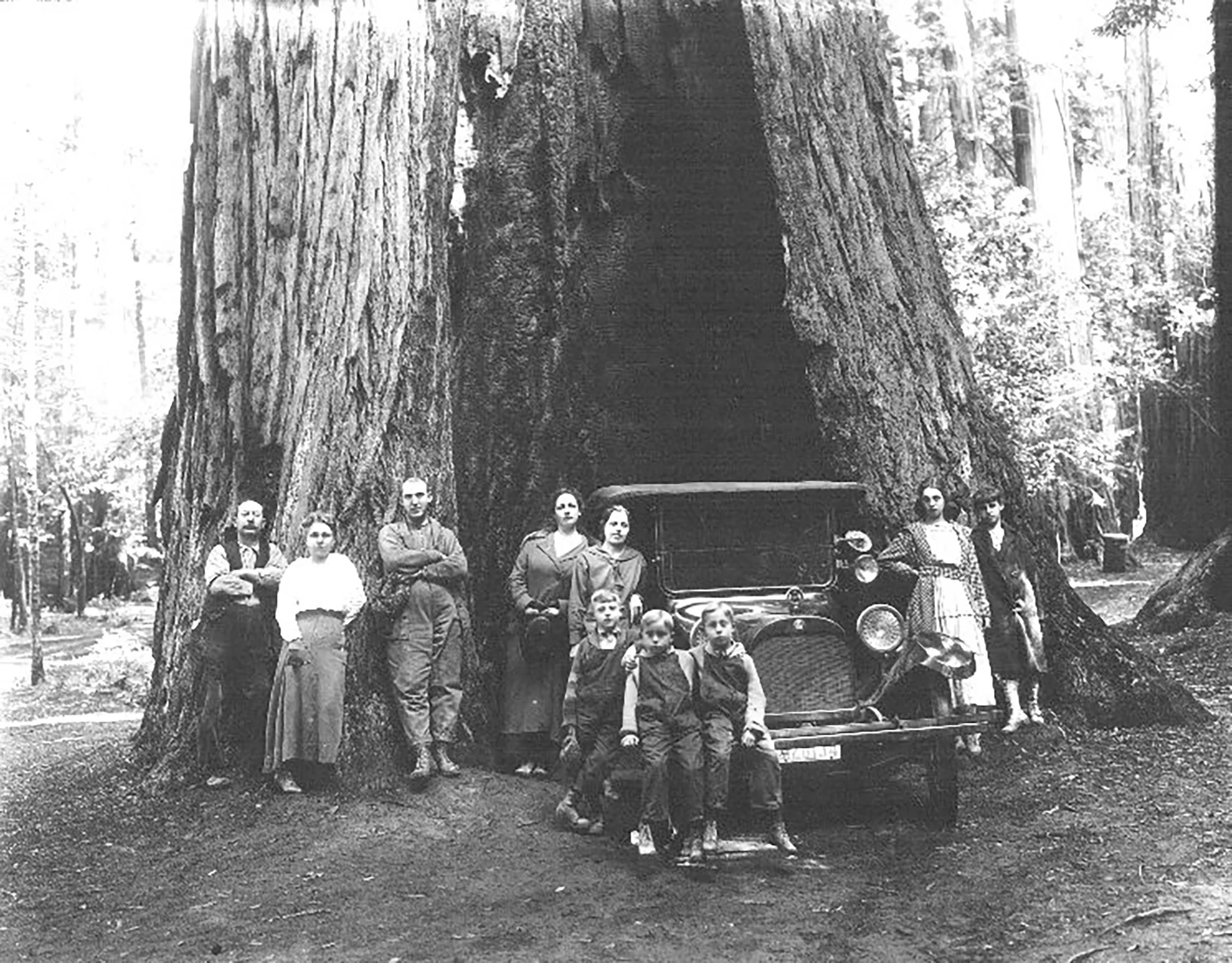 Picture of the Auto Tree in 1915.