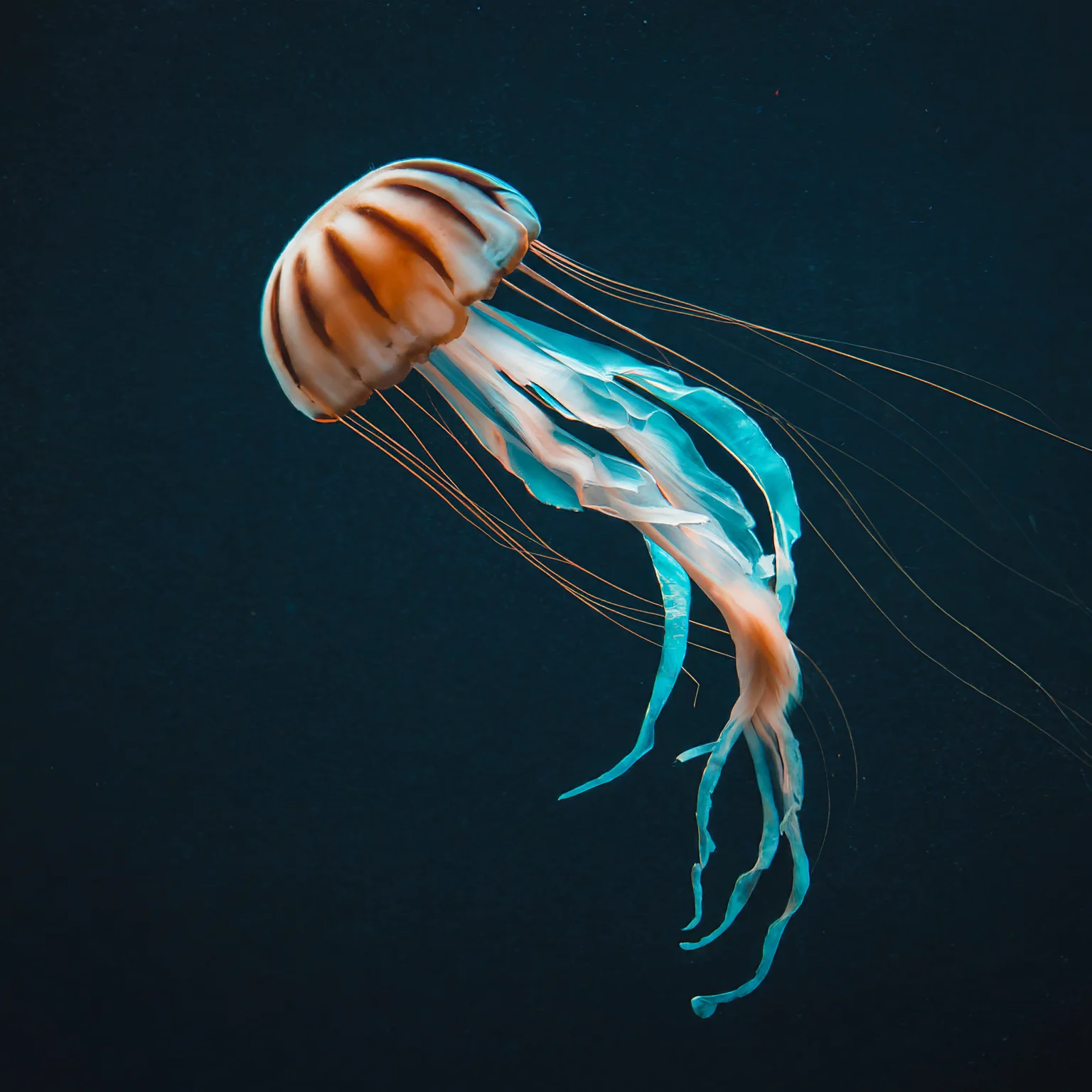 A jellyfish on a black background