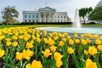 A color photograph of the White House’s front view. It is still day time, the sky is slightly gray. The water flows out of the fountain and into a pool of turquoise water. The fountain is surrounded by a garden of yellow tulips. Green bushes surround the front lawn of the White House, and to the side, there are green trees.