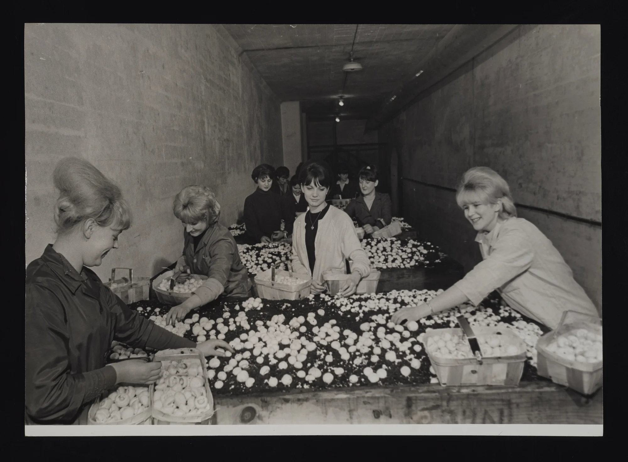 A black and white photograph of women picking mushrooms