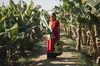 A girl in the middle of a banana field picking bananas