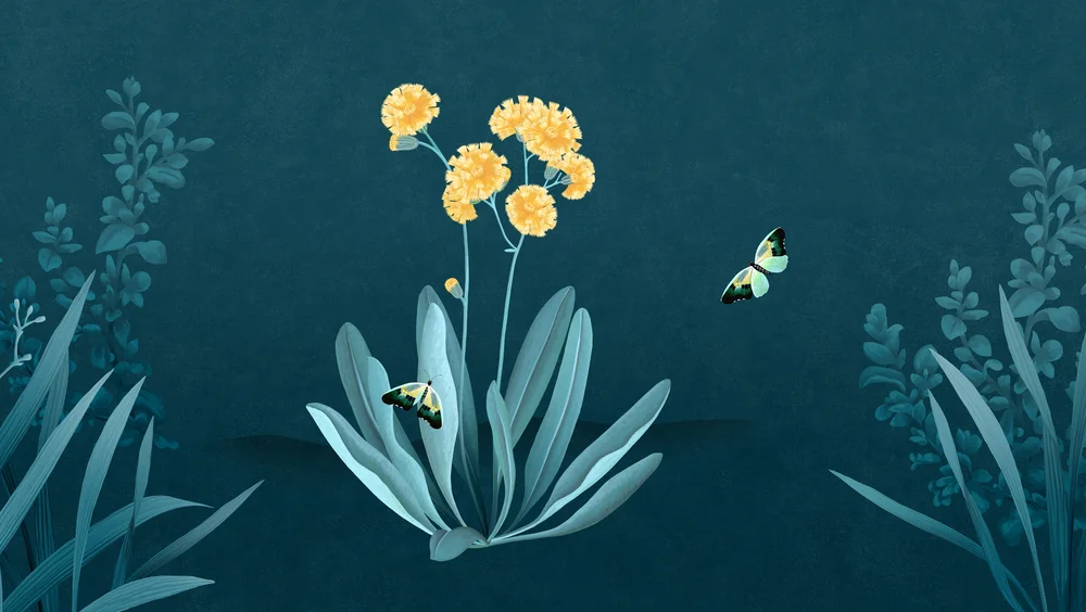 Article's hero media showing a youtube video about a yellow flower, with butterflies all around on a dark green, leafy background