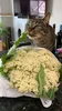 Cat and cauliflower