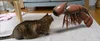 Image showing an actual cat on the floor of a living room next to an AR creation.