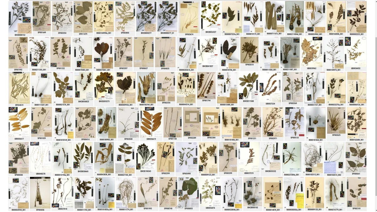 Mosaico de classificação de plantas do CRIA