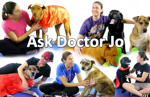 Doctor Jo prescribes physical therapy with a side of puppies -  Blog