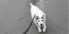 A small white dog wearing a leash runs outside with her ears up.