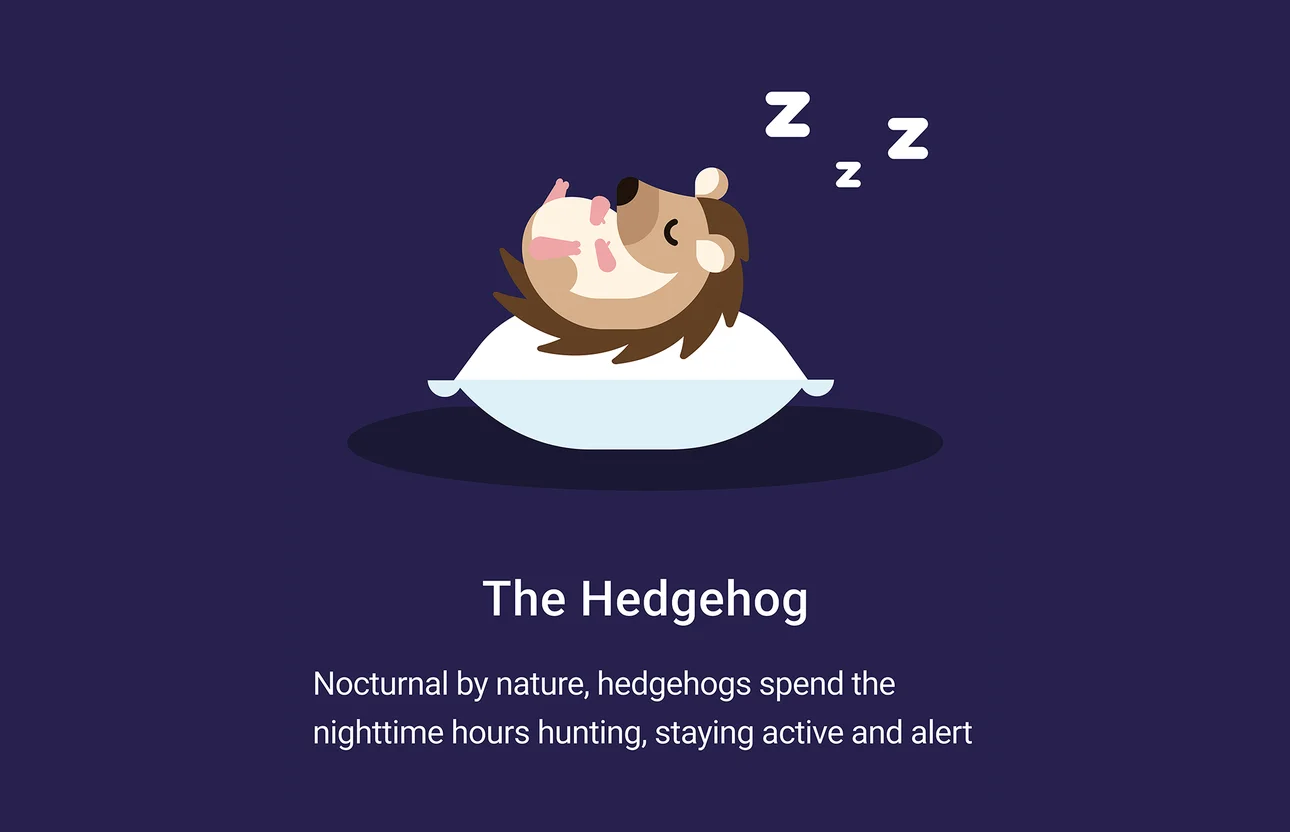 An illustration of a cartoon sleeping hedgehog lying on a pillow. Under it, it reads: “The hedgehog. Nocturnal by nature, hedgehogs spend the night time hours hunting, staying active and alert.”