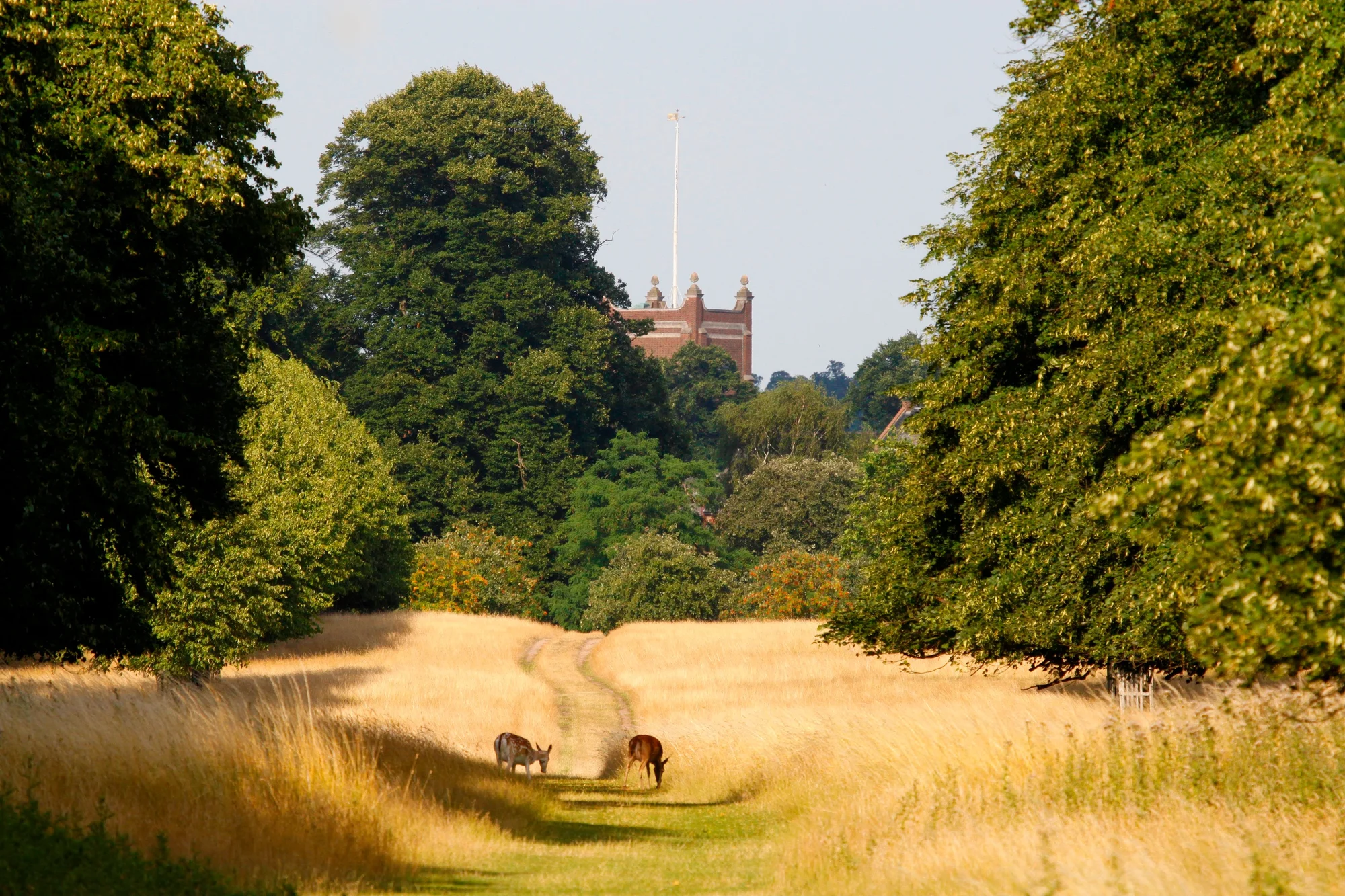 Fallow deer in Home Park. Hampton Court Palace can be seen in the distance.