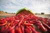 a sack of chillies on the floor in Kunri, Sindh, Pakistan