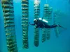 Scuba diver underwater next to nets filled with oysters