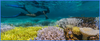 A diver floats over a coral reef with a camera in hand