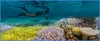 A diver floats over a coral reef with a camera in hand