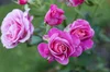 Images shows pink roses.
