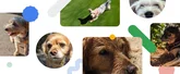 Various photos of dogs in different shapes framing in the photos. There are illustrated icons in between the photos.
