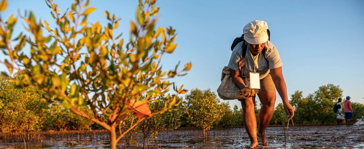 A man is dressed in shorts, a t-shirt and a white cap and carries a shoulder bag. He bends down as he walks through a mangrove forest.