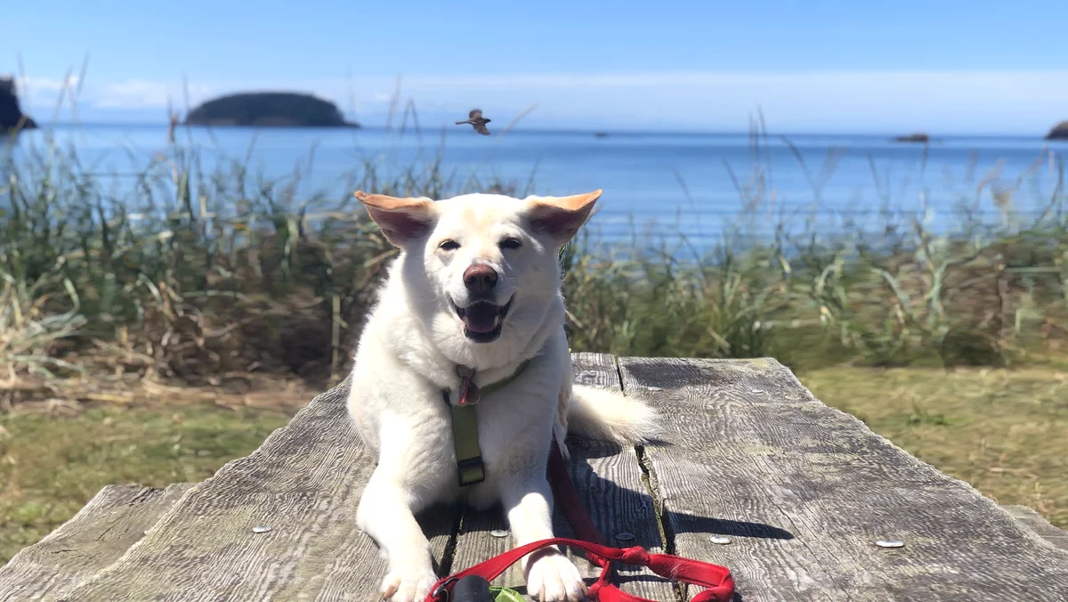 A white dog, Cosmo, lays on a wooden picnic table near the water with a bird flying overhead.