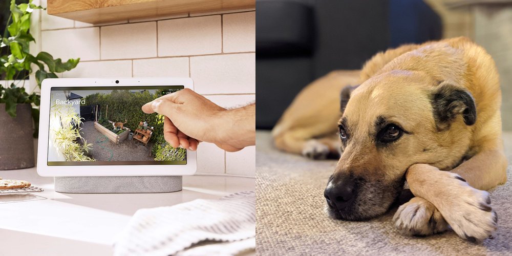 Nest Cam vs. camera photo of dog