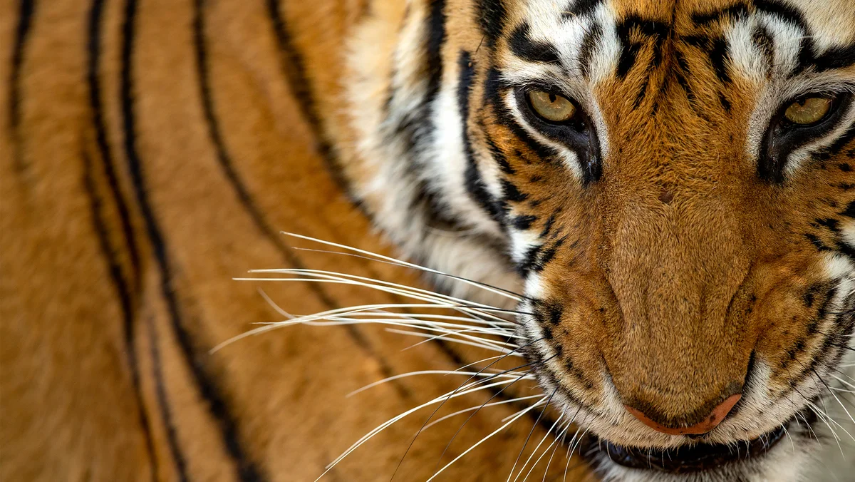 Portrait of a young tigress from Bandhavgarh National Park, January 2019