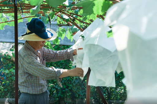 A farmer at Okaki Farm carefully checks on the Shine Muscat grapes