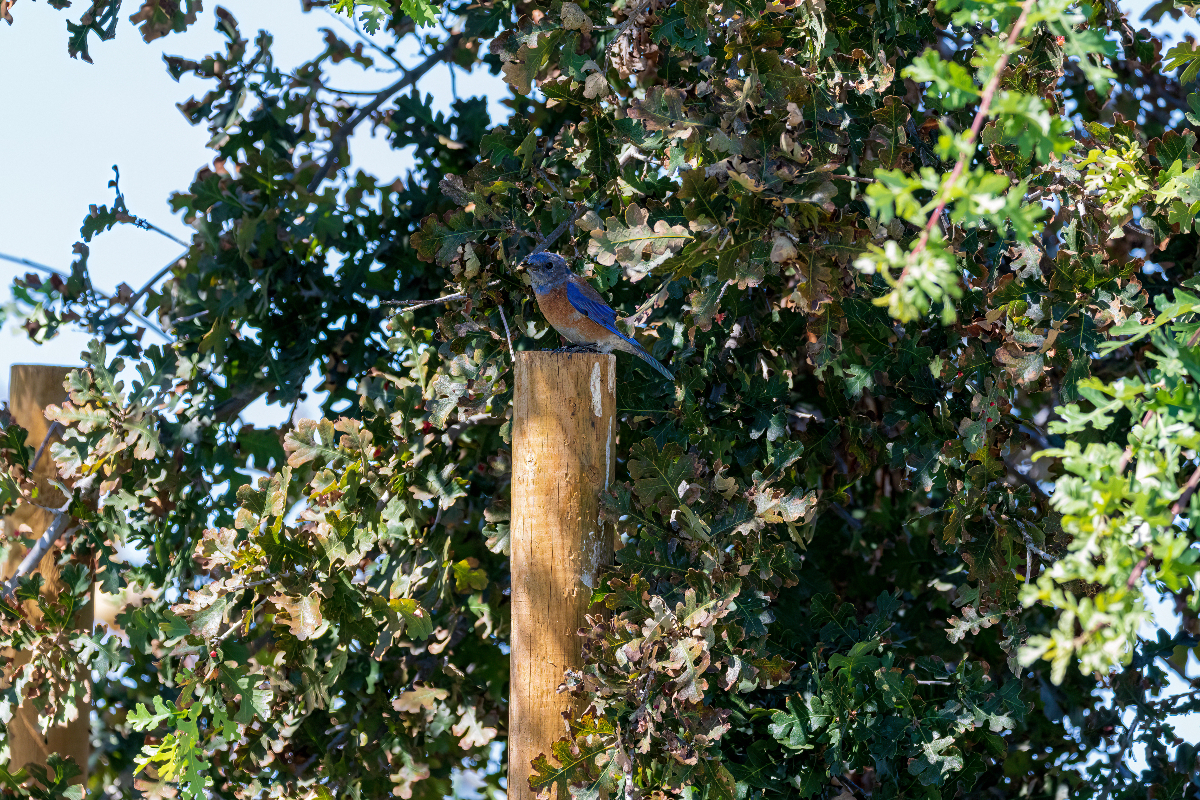 CAMPUS BIODIVERSITY: Blue Jays