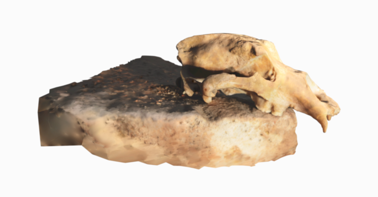 3D model of a Bear Skull.png