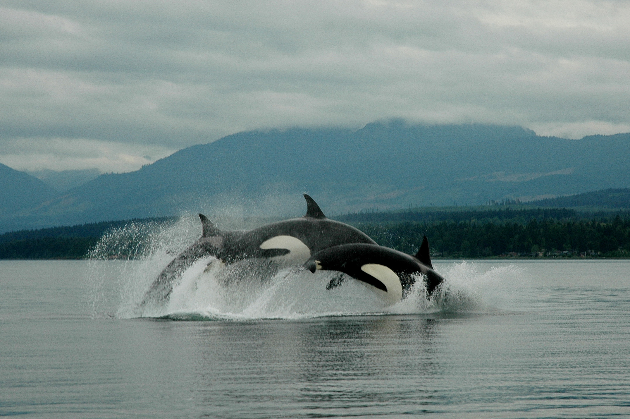 orca whales jumping