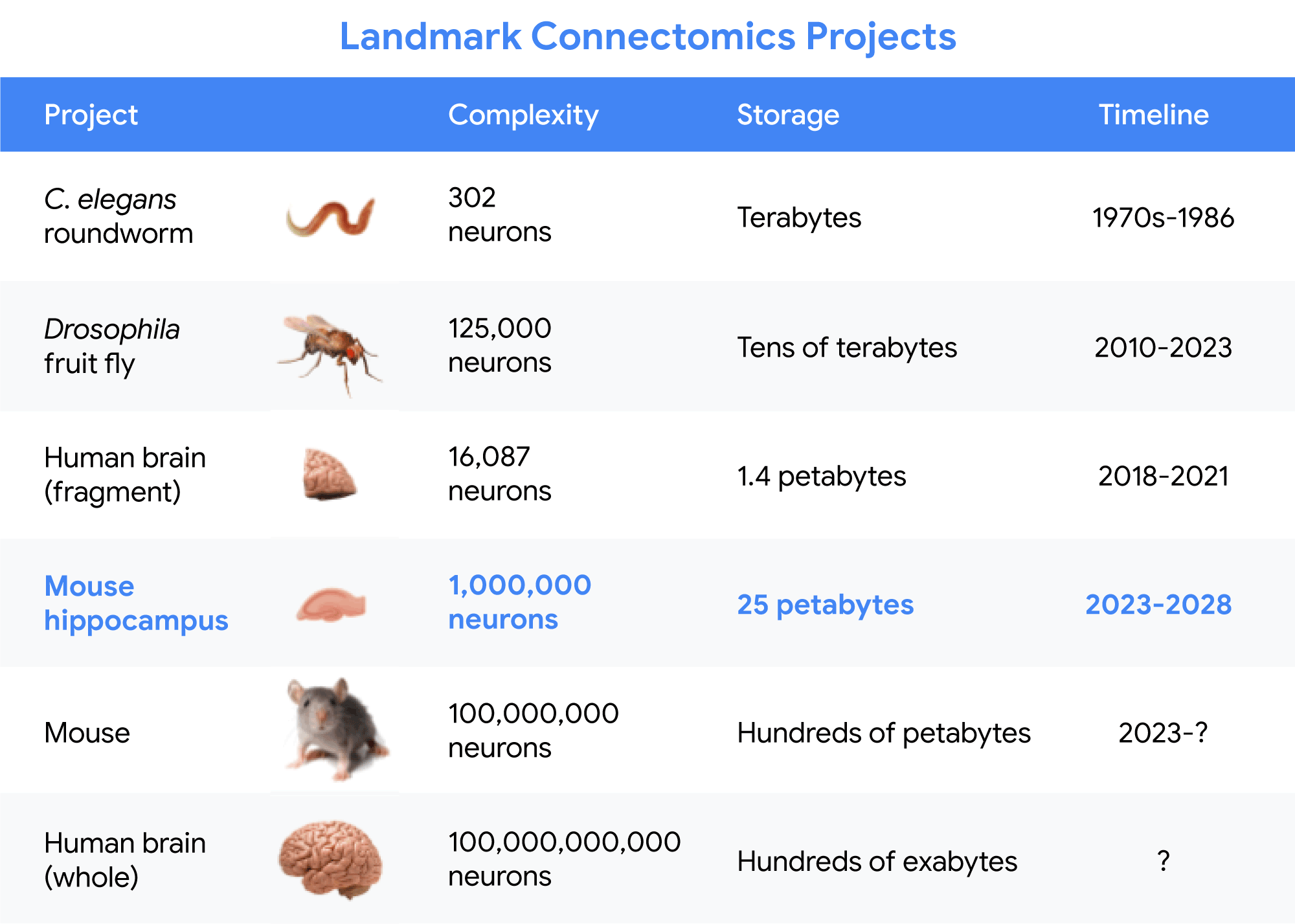 A diagram showing a table of different connectomics projects, with a roundworm at the top with 302 neurons requiring terabytes of storage, accomplished in the 1970s. The table grows in scale as it goes down to fruit fly, human brain fragments, mouse hippocampus, mouse and finally a whole human brain. The human brain,the number of neurons has dramatically increased to 100,000,000,000, which would need hundreds of exabytes to store.