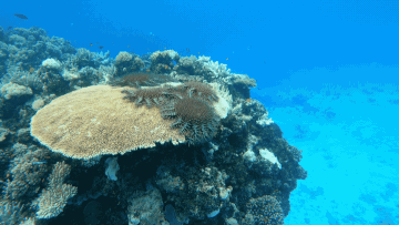 Gif of crown-of-thorn starfish