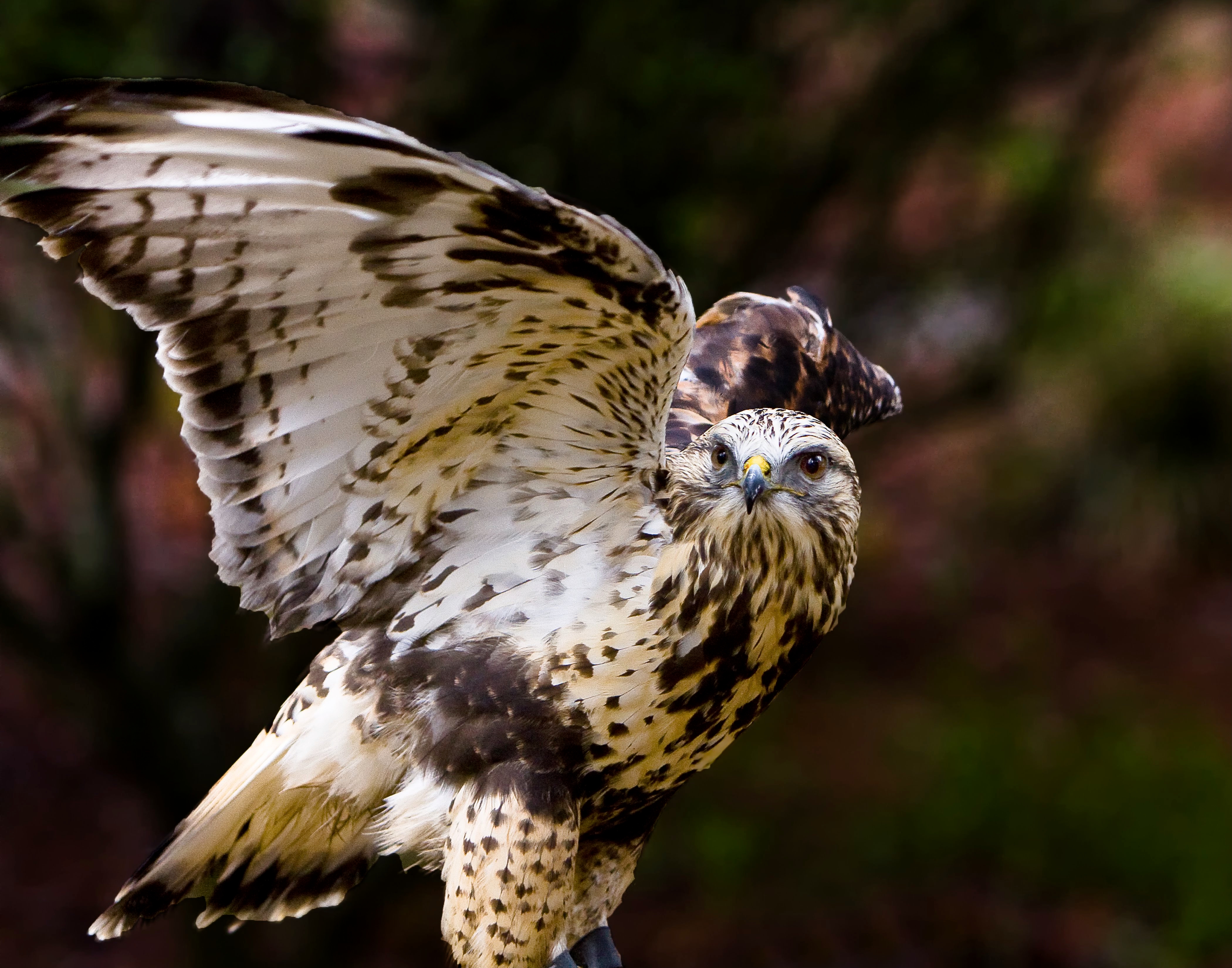 Carolina Raptor Center.jpg