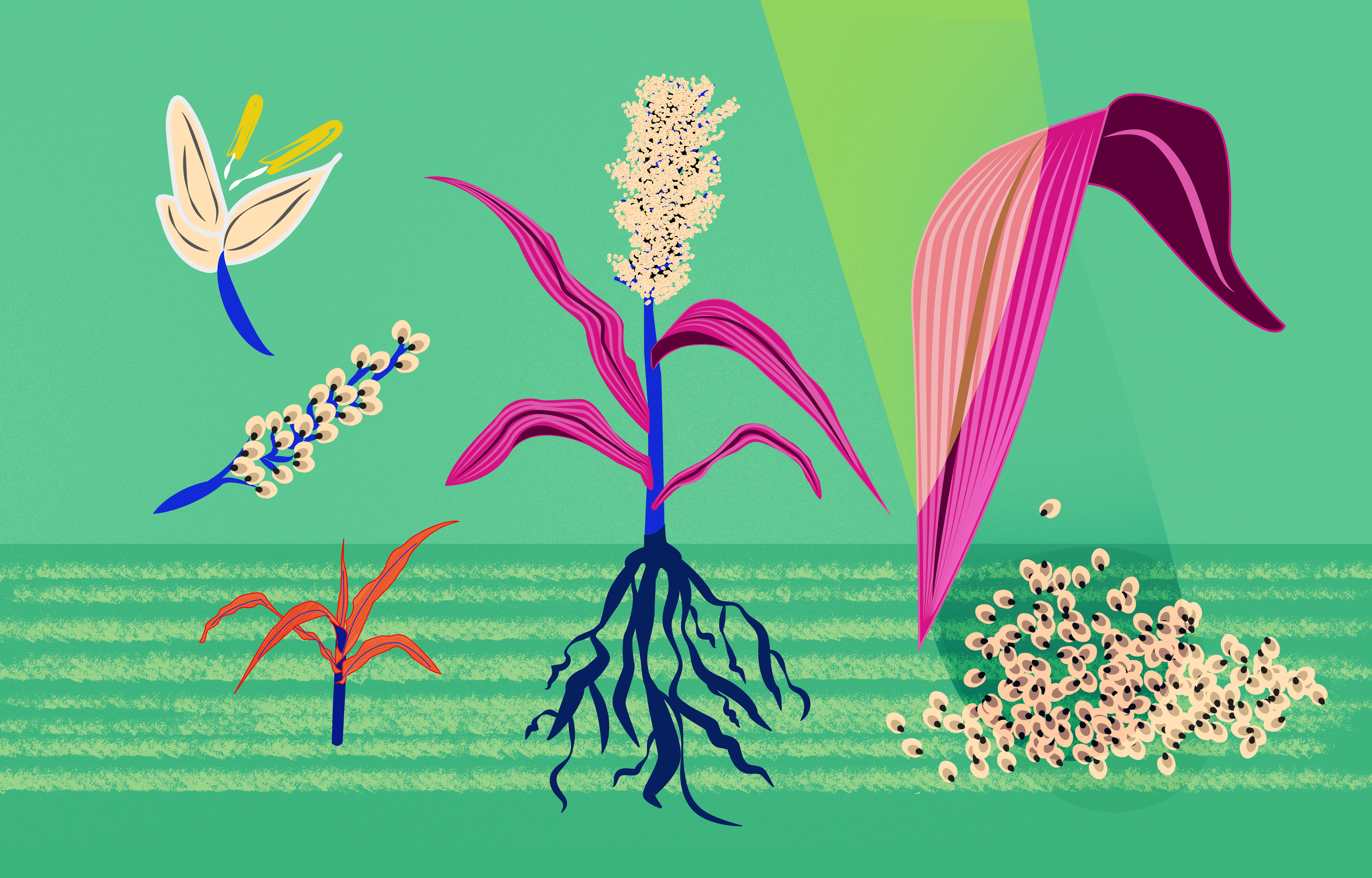 Physiology of millets