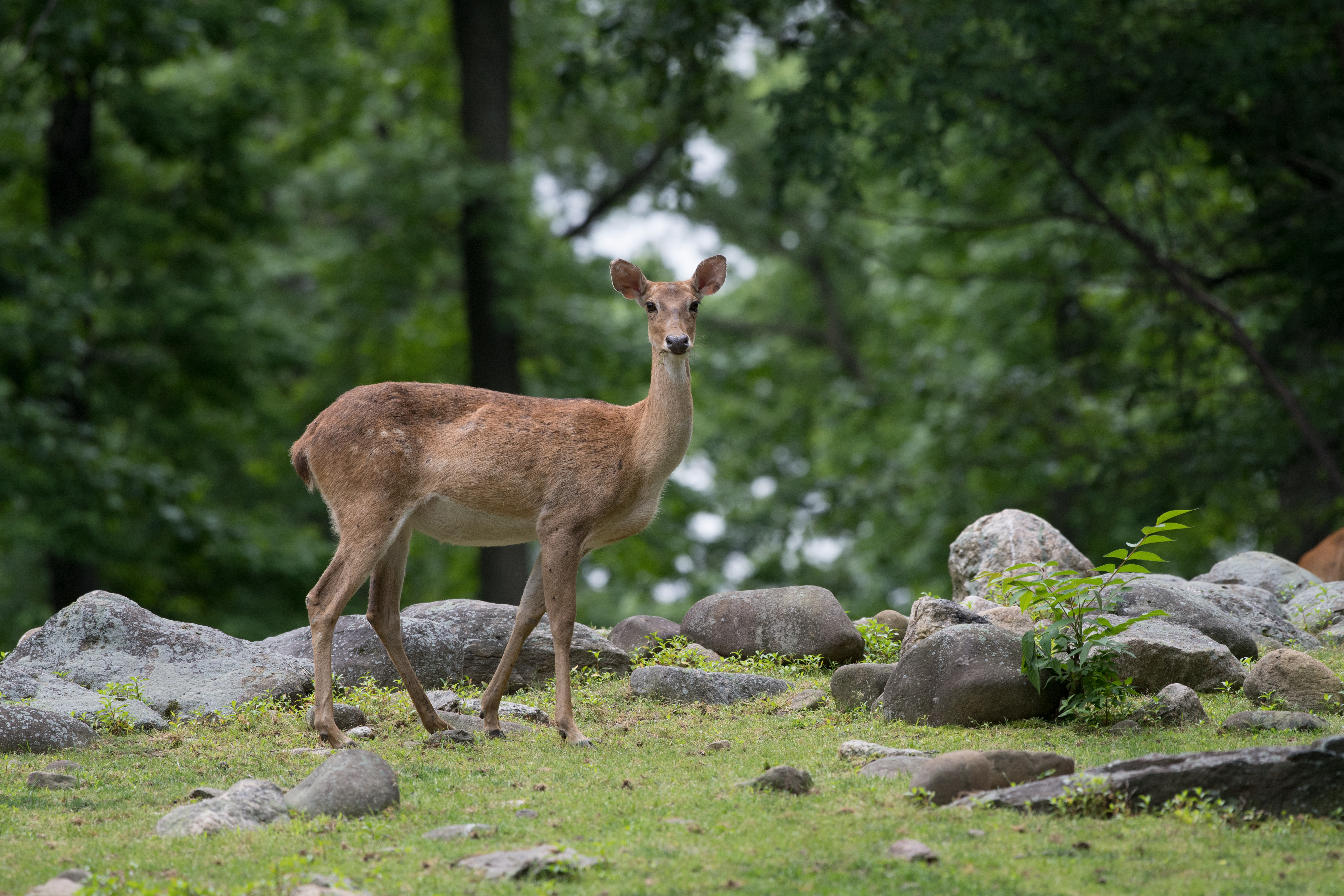 엘드사슴 (Eld's Deer)