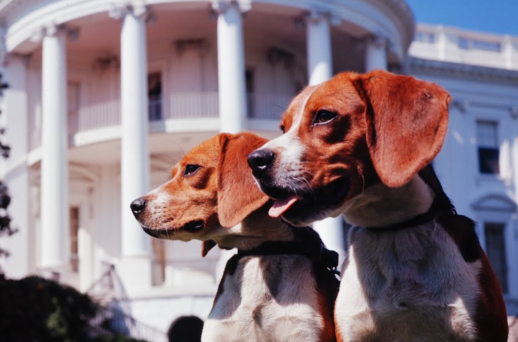 The White House, Washington D.C., United States — Google Arts & Culture