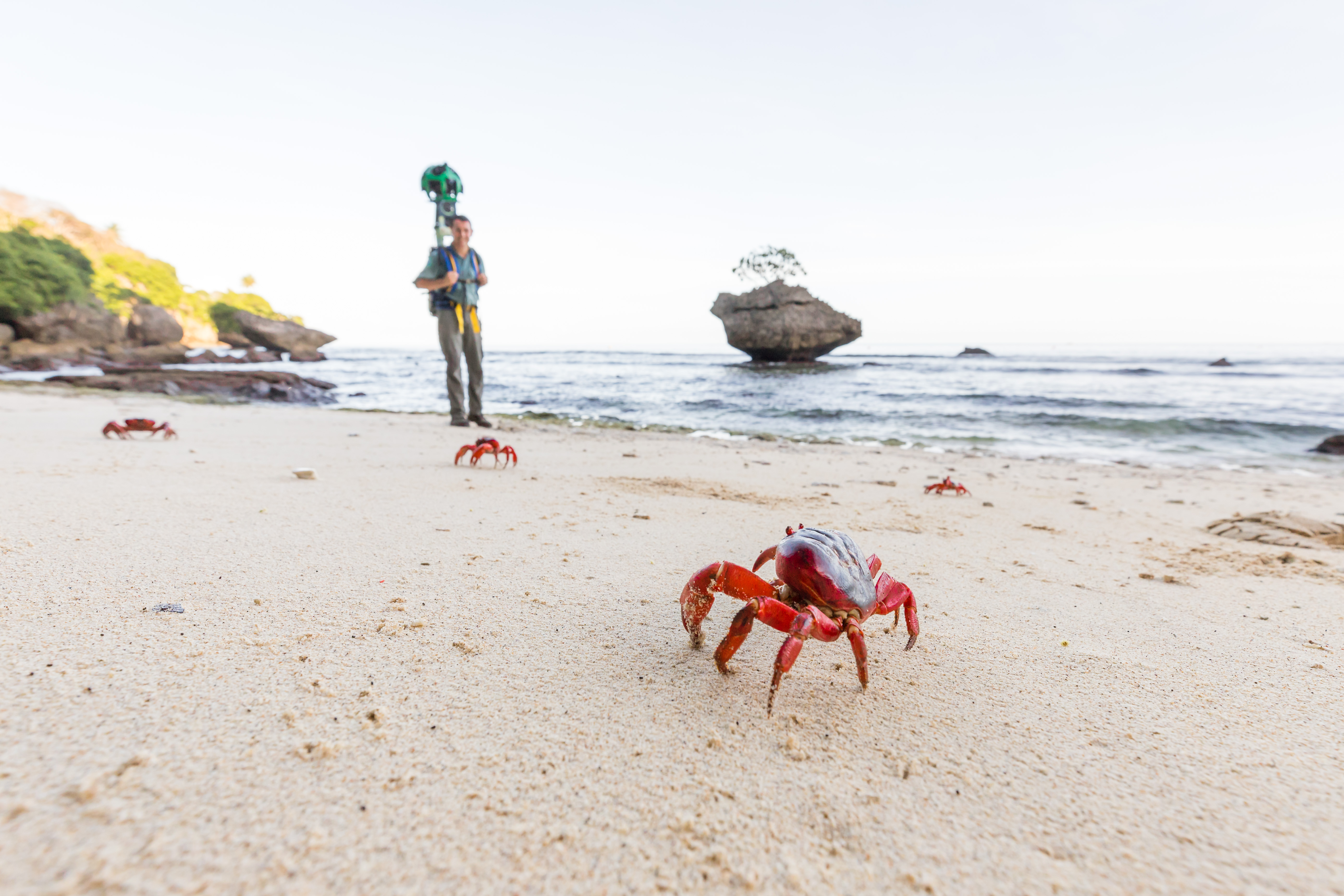 A crabtivating journey: Street View joins a crab migration of