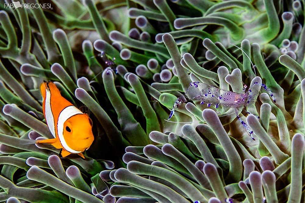 Fabiana Fregonesi photography