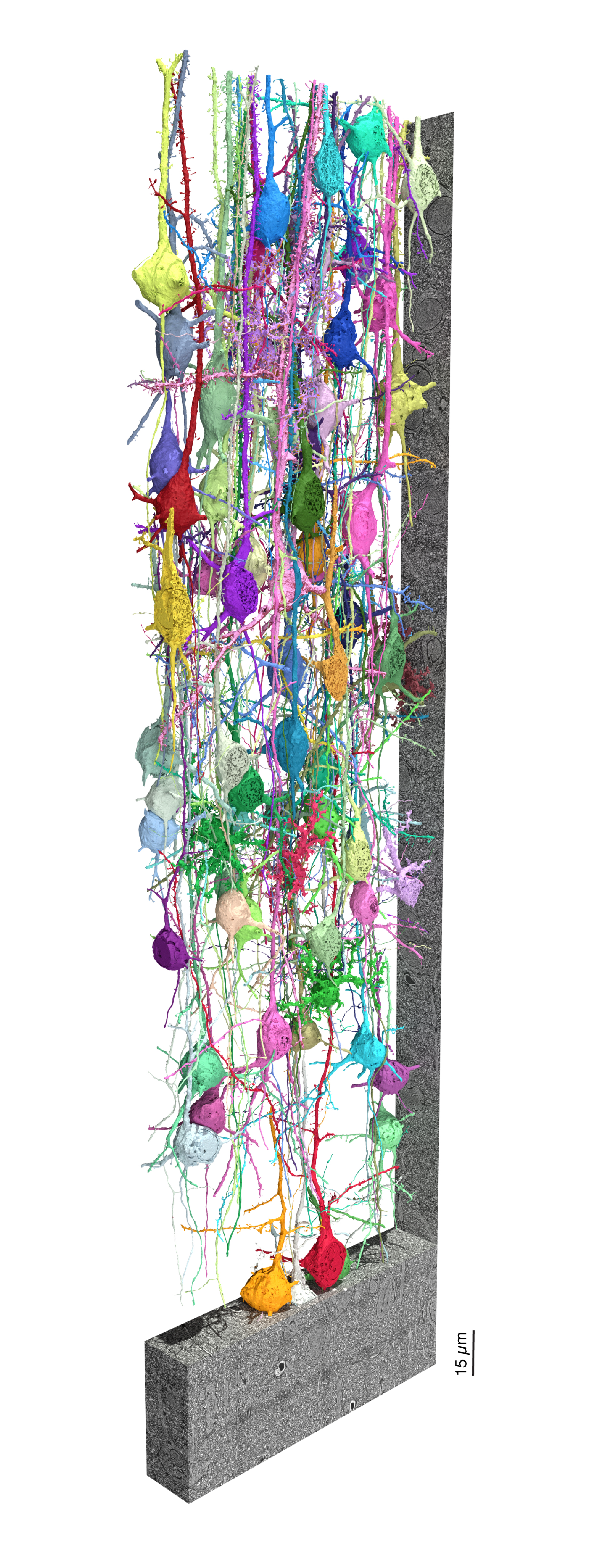 A vertical web of colorful blob-shaped neurons connected to each other with strings
