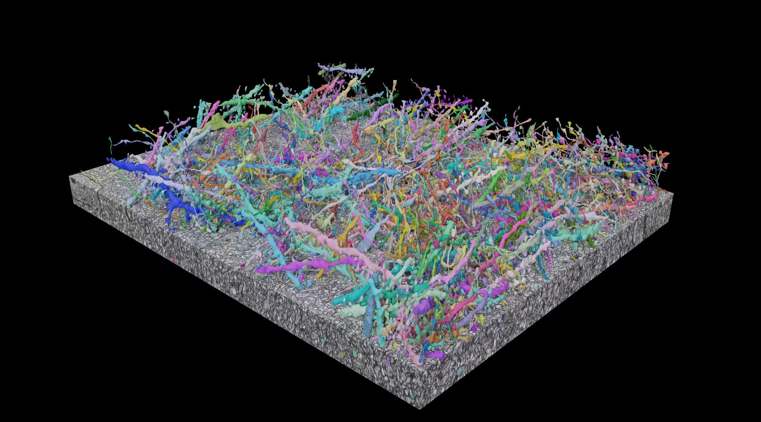 A zoomed out view of colorful neurons woven together on a rectangular gray slab