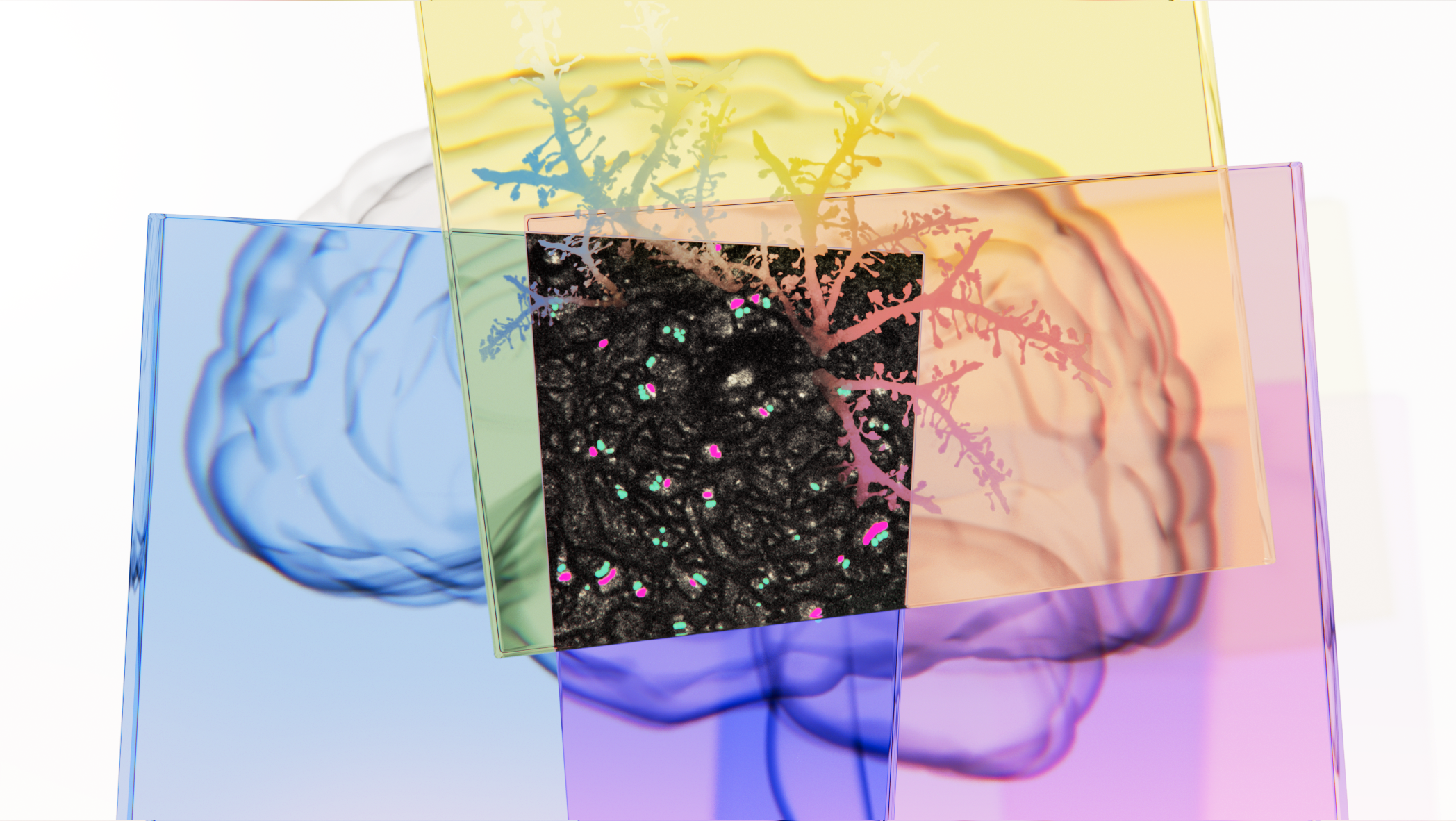 Collage illustration of the human brain in blue, yellow, orange, pink and purple, with a black square in the middle. In the black square are colorful neurons.