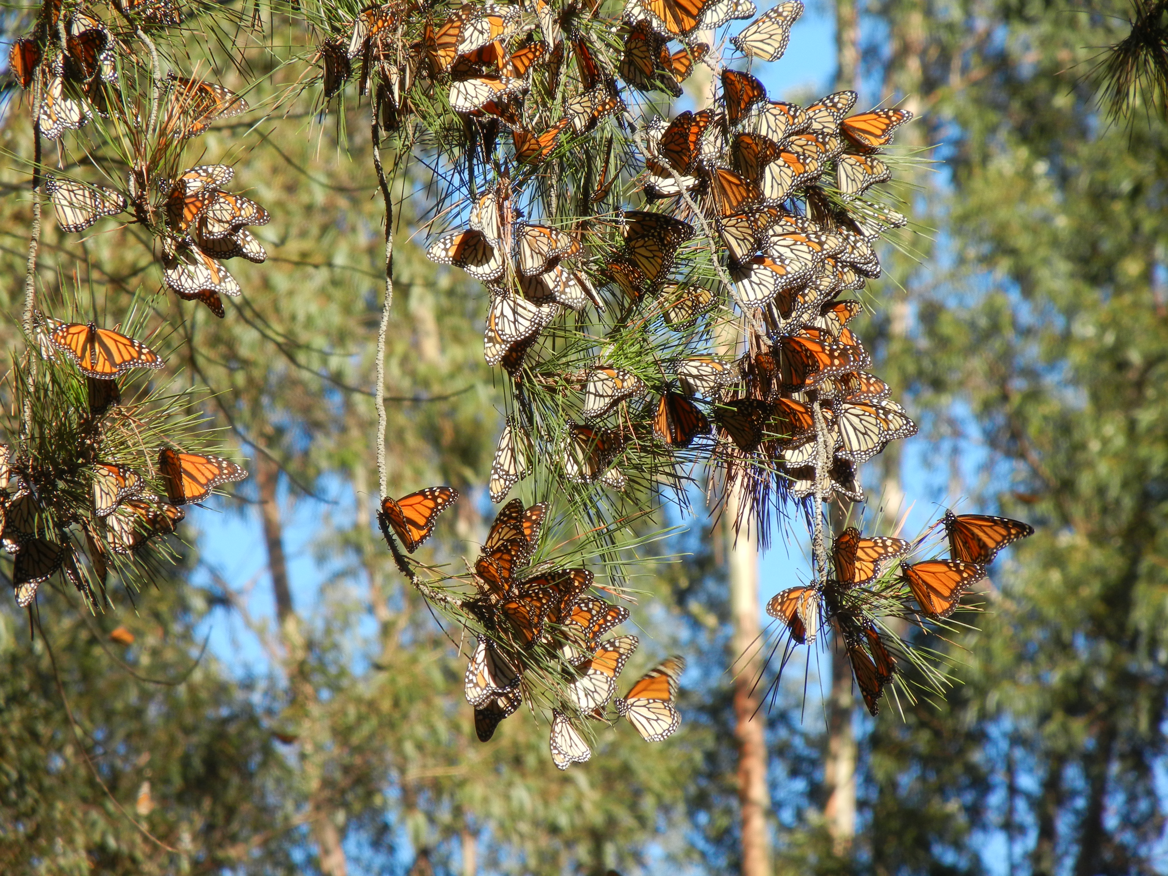 Monarch butterflies rest on trees in the sun during the winter in California.