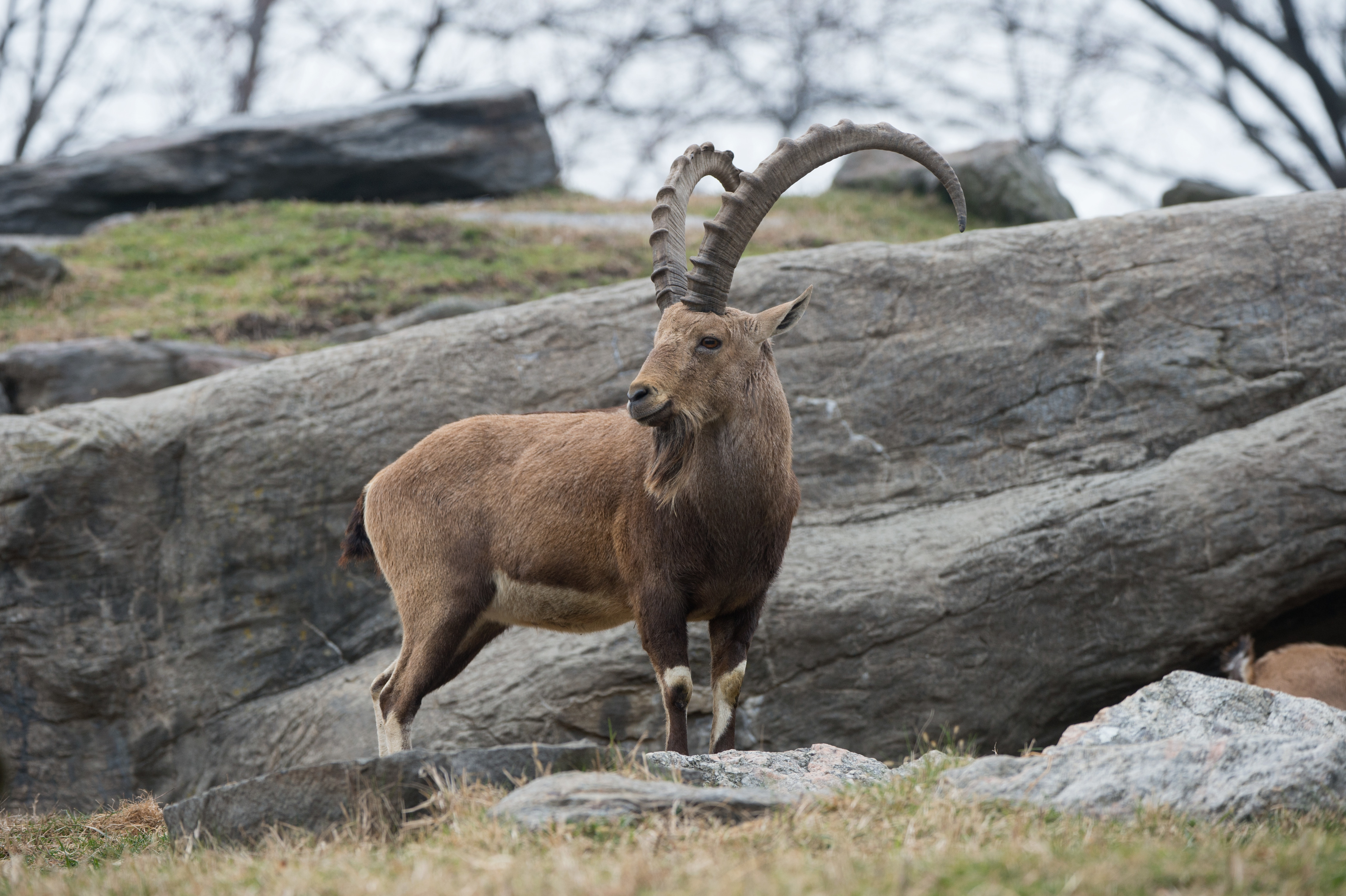 누비아 아이벡스 (Nubian Ibex)