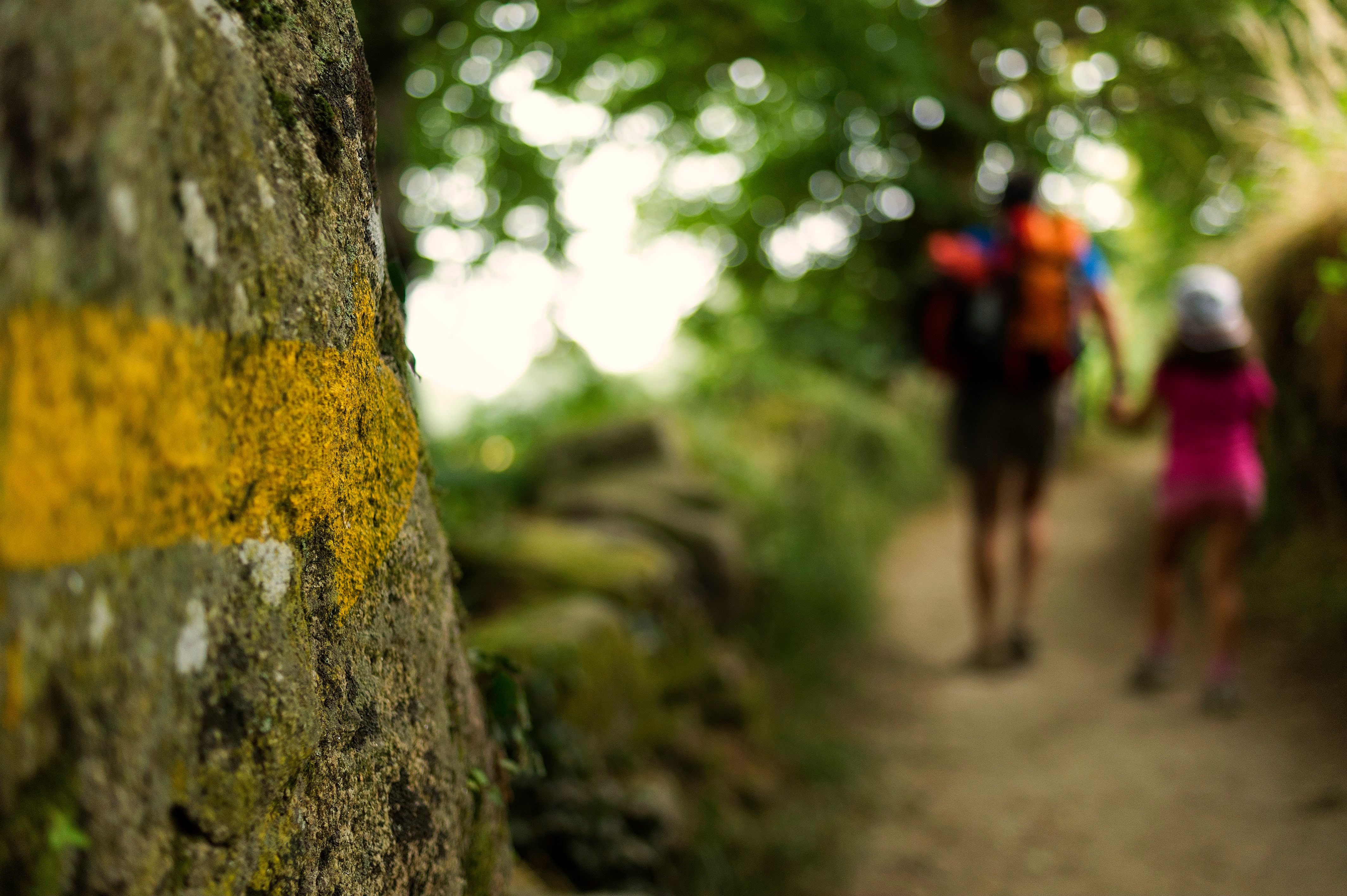 Ein Foto zeigt einen Baum im Vordergrund und im Hintergrund unscharf zwei Menschen beim wandern