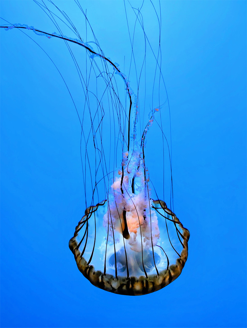 Image showing a jellyfish underwater