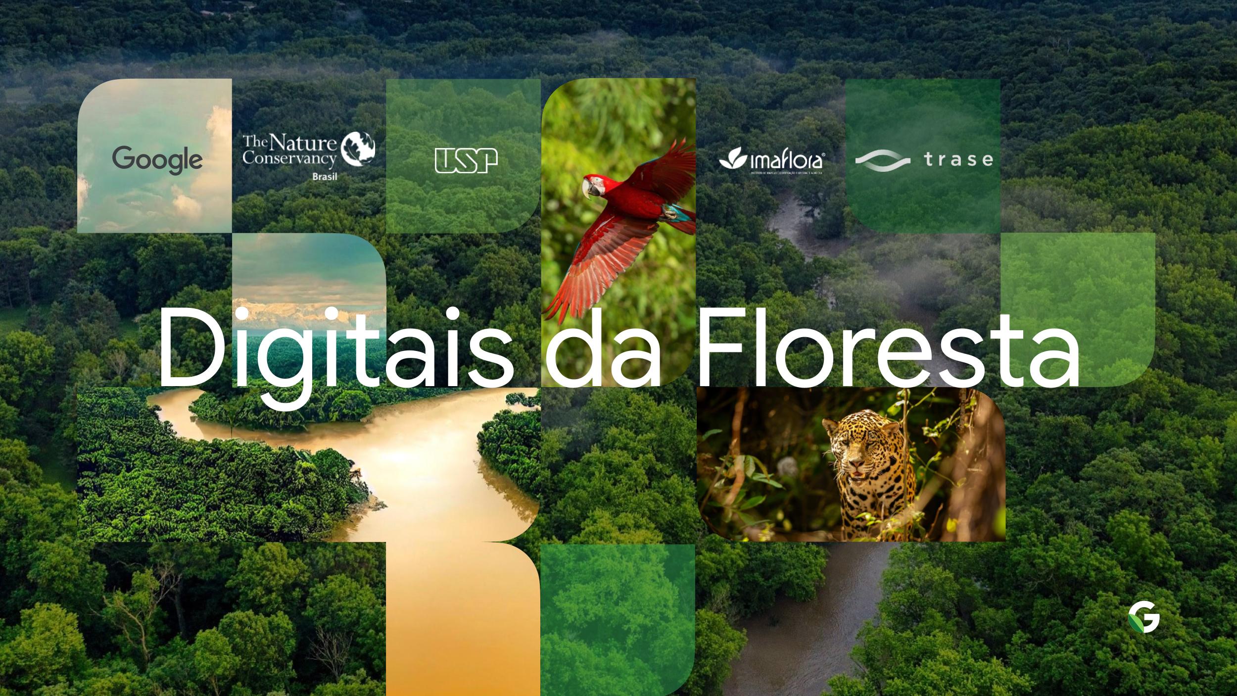 Sustentabilidade com o Google: ajudando a preservar a Amazônia e a