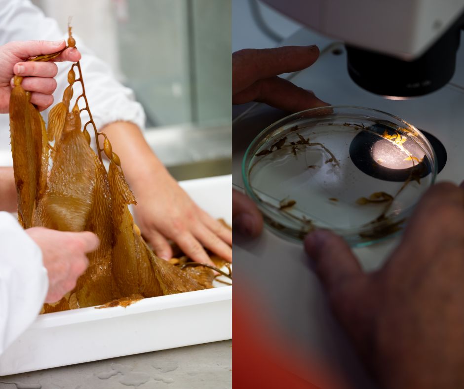 Split image with the left side showing scientists handling stands of giant Kelp, while the right shows segments under a microscope