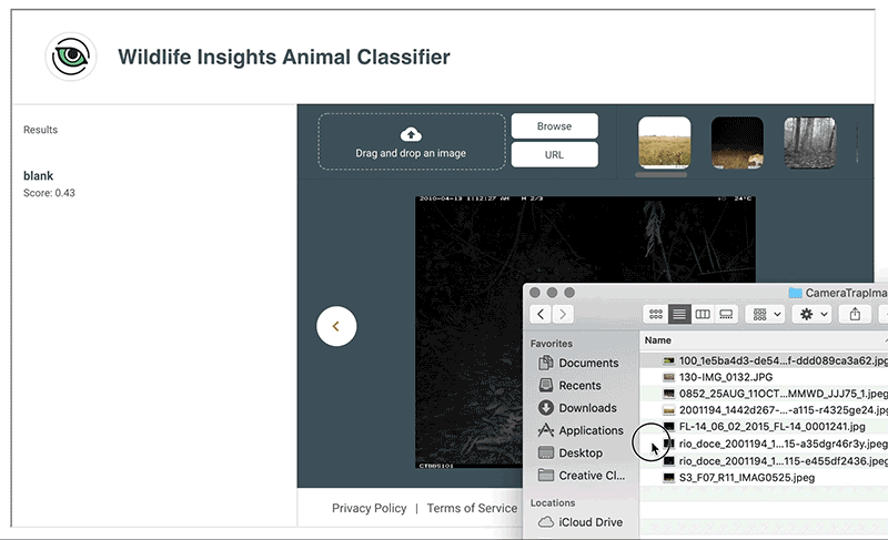 Google launches Wildlife Insights to help manage the world's wildlife