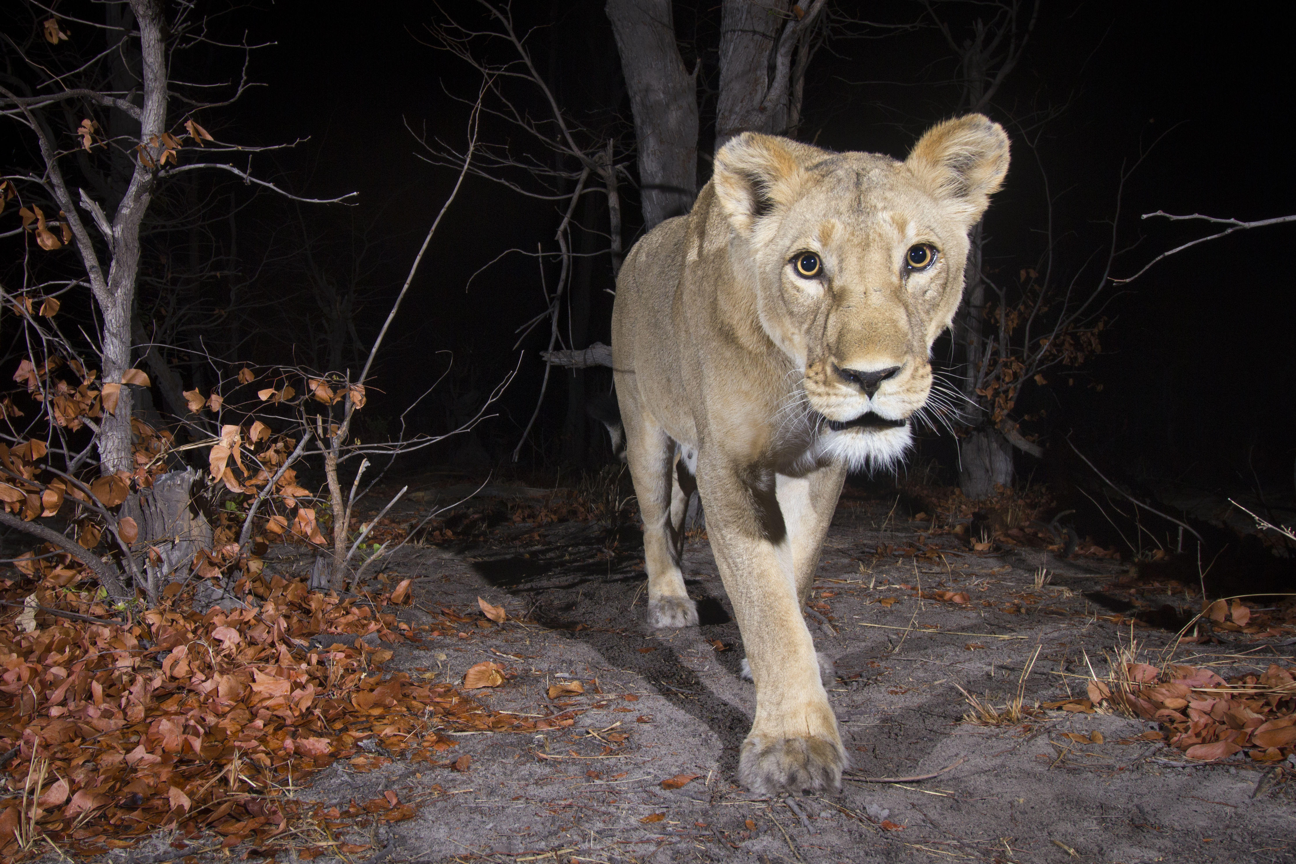 Using AI to find where the wild things are Using AI to find where the wild things are