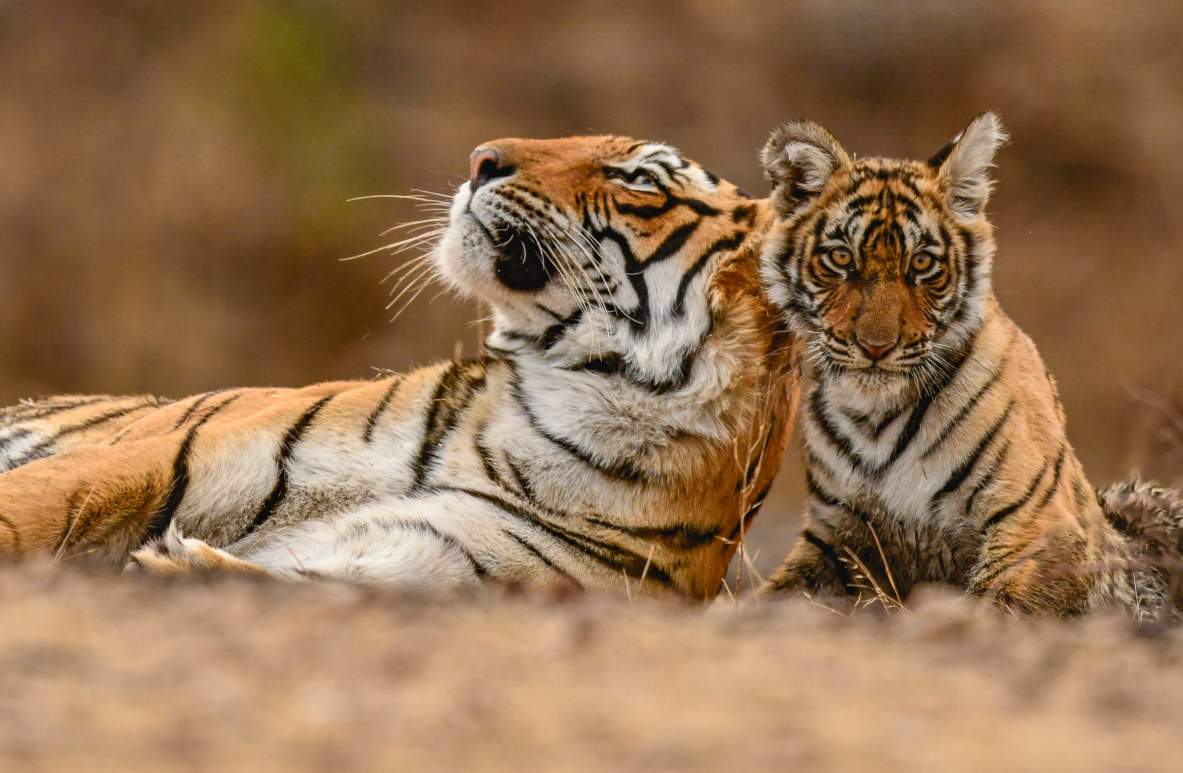 7th Global Tiger Day