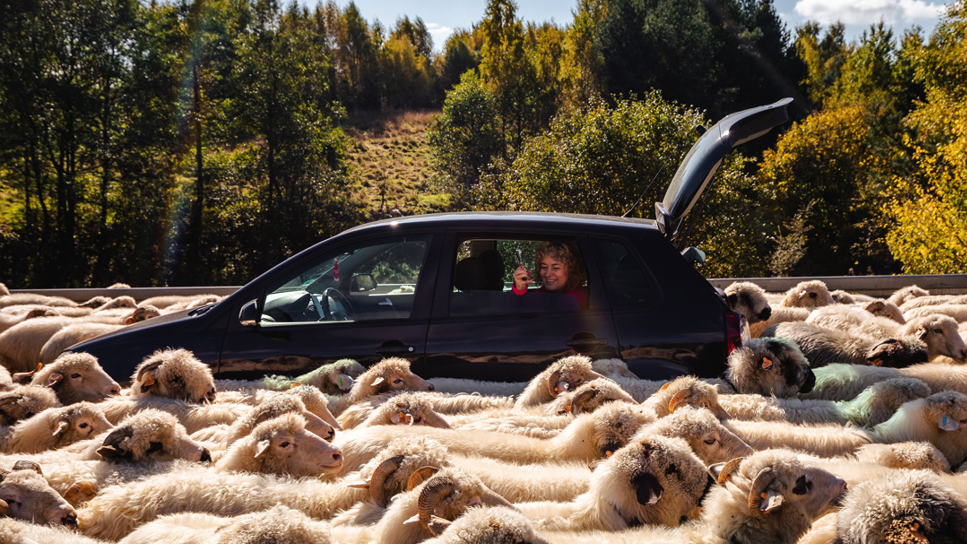 A car stopped in the middle of a large flock of sheep on a rural road, with a smiling person inside taking a photo.
